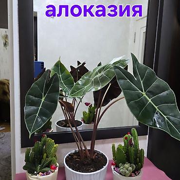 Антуриумы: Антуриум Андре (Anthurium andreanum) в декоративном кашпо. - — 5