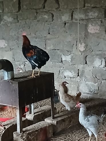 sort toyuqlar: Toyuq, Damazlıq