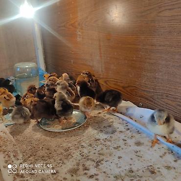 Куры, петухи: Продаю | Цыплята | Кучинская | Для разведения at lalafo.kg — 9 Куры, петухи: Продаю | Цыплята | Кучинская | Для разведения — 9