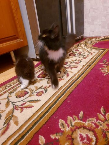 Pişiklər: Məhsul: Ev pişiyi və balası Təsvir: - Şəkillərdə iki pişik görünür — 3