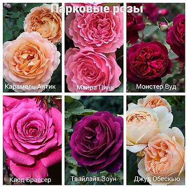 Роза: Саженцы — 15