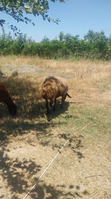 Qoyunlar, qoçlar: Məhsul: Qoyun sürüsü Təsvir: - Şəkillərdə otlaqda saxlanan yerli — 12