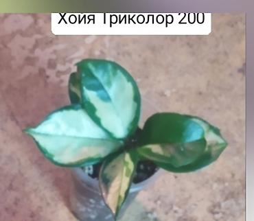 Другие комнатные растения: Продаю цветы — 8