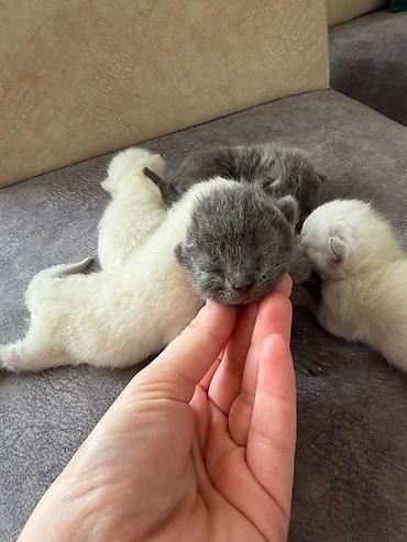 sinsila pişik: Təmiz qan Scottish Fold və Blue point Şinşila balalar, 7 mart — 3