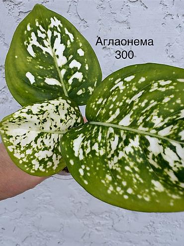 Декабристтер: Комнатные растения из собственной коллекции бегонии от 300 сом до — 5