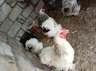 brama toyuqları: Курица, Brama, Для разведения — 6