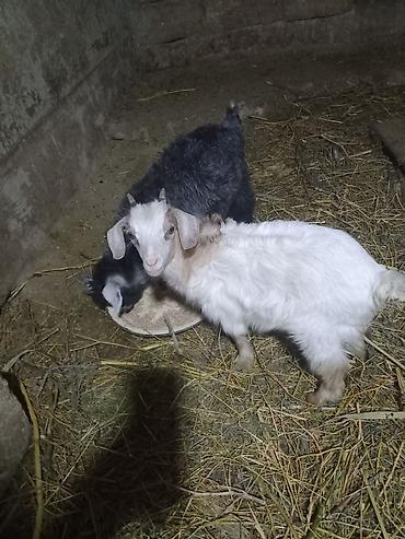 golden goat: Ekiz balali ekiz keci satiram tam saqlam Arpa buqda yeyen heyvanlardi — 2