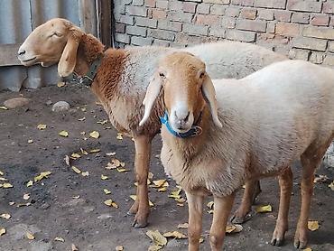 Продам с/х животных: Продаю | Овца (самка) | Арашан | Для разведения | Ярка — 3