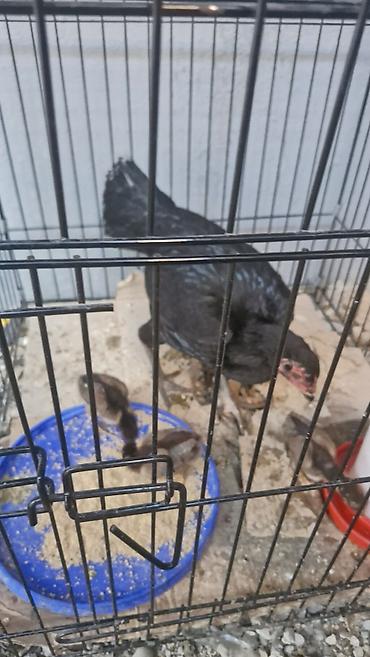 husky balası: Toyuq, Damazlıq — 1