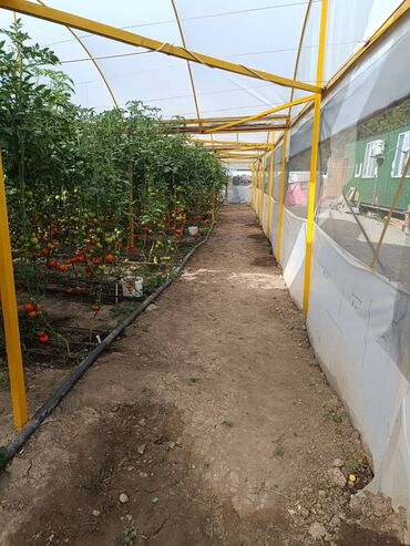 Теплицы: Теплица, предназначенная для выращивания различных — 4