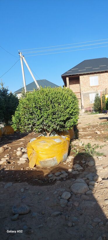 Декоративные деревья: Саженцы деревьев: Платная доставка — 11