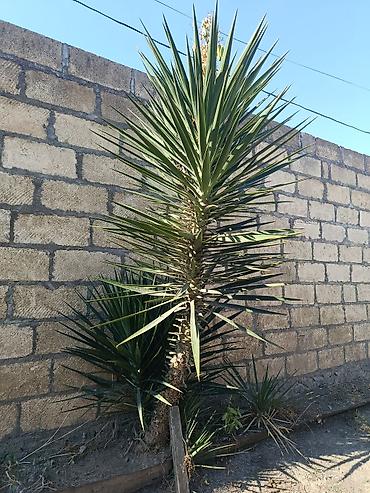 çilədağı bitkisi hardan almaq olar: Yucca (Yukka) dekorativ ağac - Növ: Yucca – sərt, iti uclu — 1