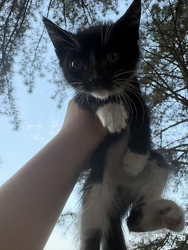 где взять котенка: Беспородная, 1 месяц, Мальчик, Метис — 3