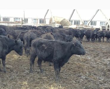 срочно продаю в связи с переездом: Продаю | Корова (самка), Бык (самец), Тёлка | Ангус, Герефорд, Голштин | На откорм, На забой, Для разведения | Племенные