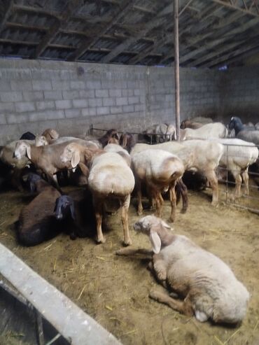 ит доберман: Сатам | Ургаачы кой (ургаачы) | Арашан | Көбөйтүү үчүн | Асыл тукумдуу