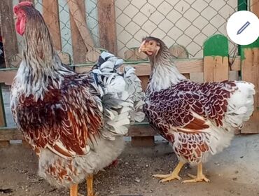 K/t heyvanları üçün mallar: Toyuq, Damazlıq, Ünvandan götürmə