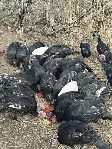 Индюки: Продаю | Индюшка (самка), Индюк (самец) | Для разведения | Племенные — 9