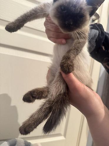 Отдам даром кошку: Кошка даром: Сиамская, 2 месяца, Мальчик — 9
