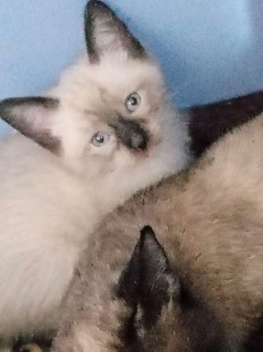 котята баку: Срочно! Всего 2 котенка. Продаются чистокровные Тайские котята — 1