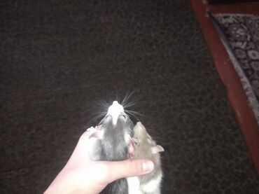 Крысы: Предлагаются к продаже очаровательные маленькие крысята различных — 3