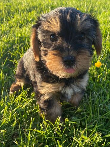 Άλλα: Yorkshire Terrier Puppy For adoption 11 Weeks old READY TO LEAVE, Vet