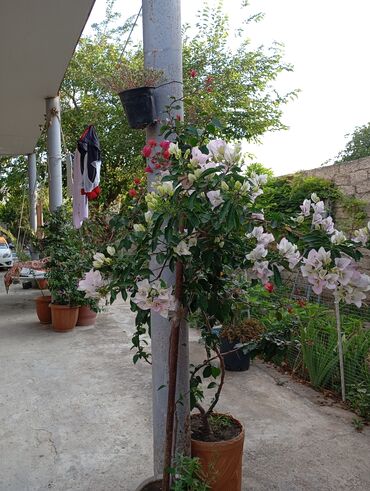 Günlük kirayə evlər: 160 kv. m, 3 otaqlı, İşıq — 12