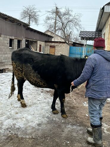 Коровы, быки: Продаю | Корова (самка) | Для разведения, Для молока