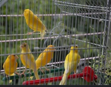 канарейка птица: Канарейки молодёж поют по детский