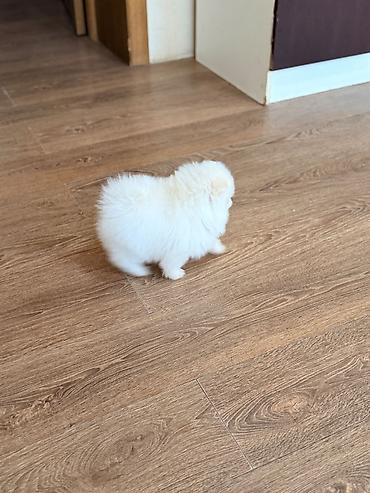 İtlər: Şpitz, 2 ay — 5