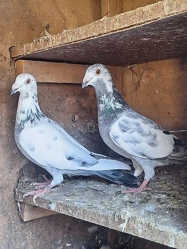 Göyərçin üzükləri: Erkəy Maya Dırakonar Satlır Fikri Citdi Olan Narahat Etsin — 3