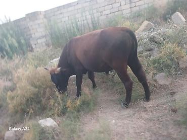 inək: Qaramal – erkek Dana satilir tecili esil bordaxliq danadi — 1