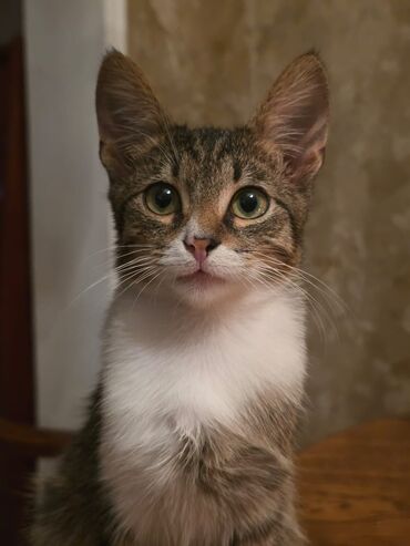 вислоухий котенок сколько стоит: Самка, В добрые руки
