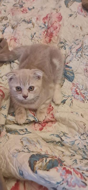 Pişiklər: Şotland — 12