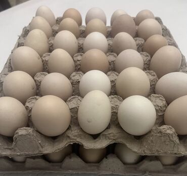 продам яйца: Таза Адлер породасынын тукумдары (жумурткалары,яйцо) сатылатбаасы