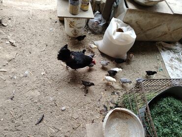 cins ineklerin satisi: Toyuq, Australorp, Yumurtalıq, Ünvandan götürmə, Ödənişli çatdırılma