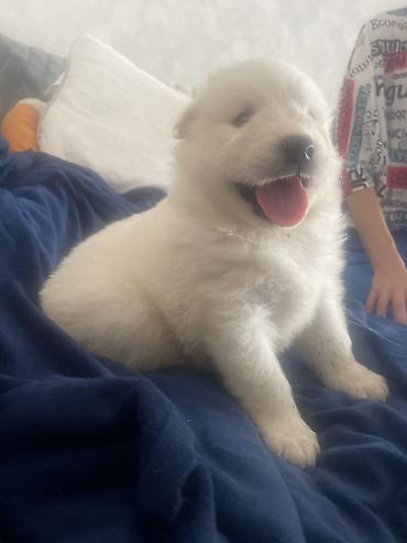 meymun balasi: Samoyed — 2