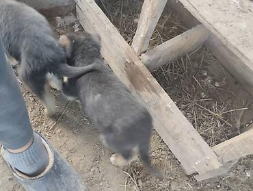 Продажа собак: Немецкая овчарка, 2 месяца, Самец, С родословной — 3