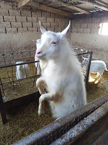 Козы, козлы: Продаю | Коза (самка) | Зааненская | Для разведения — 4