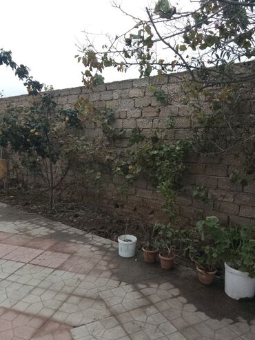 Uzunmüddətli kirayə mənzillər: Sibrizə yaxin məsafə ana yola 250 metrdir.Təmiz və sakit məkan Pirsagi -da lalafo.az — 10 Uzunmüddətli kirayə mənzillər: Sibrizə yaxin məsafə ana yola 250 metrdir.Təmiz və sakit məkan Pirsagi — 10