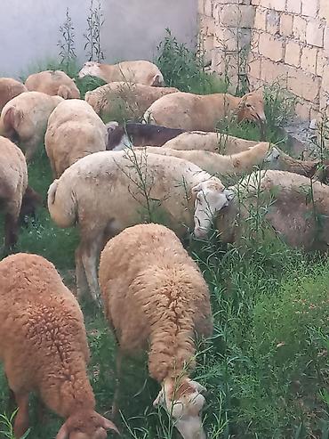 cins piwikler: Salam 20 heyavandı 1ədədi erkək qoç 2dənədə erkək toxlu 17 dişi — 2
