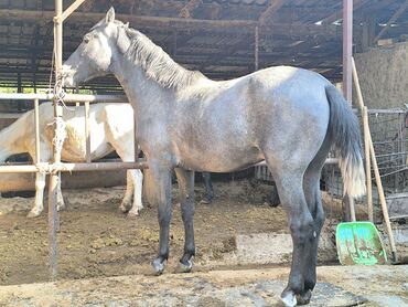 кочек ат: Продаю | Жеребец | На забой, Для разведения