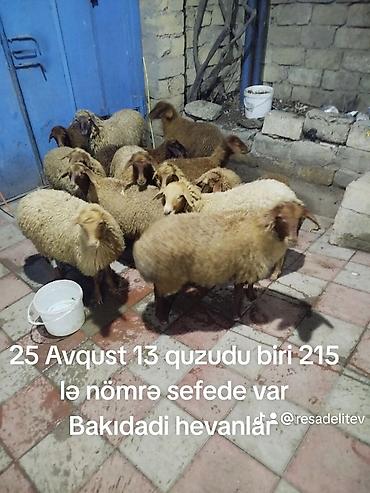 Quzular satılır. - Sayı: 13 ədəd - Tarix: 25 Avqust - Məkan: Bakı - lalafo.az -da Quzular satılır. - Sayı: 13 ədəd - Tarix: 25 Avqust - Məkan: Bakı -