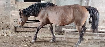 Лошади, кони: Продаю | Кобыла (самка) | Рабочий — 5