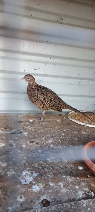 cennet qusu: Məhsul: Qırqovul (dişi) Təsvir: - Növ: Qırqovul, qəhvəyi ləkəli