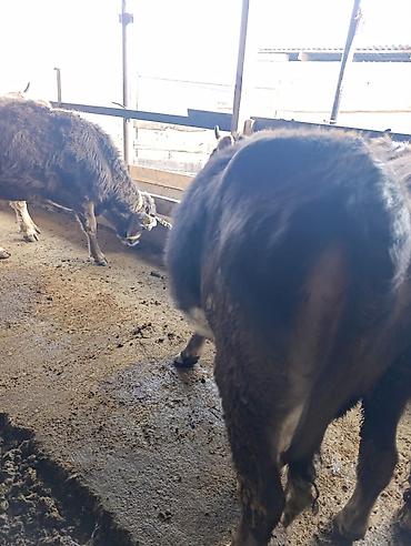 Коровы, быки: Продаю | Бык (самец) | Герефорд | На откорм | Привязанные — 23