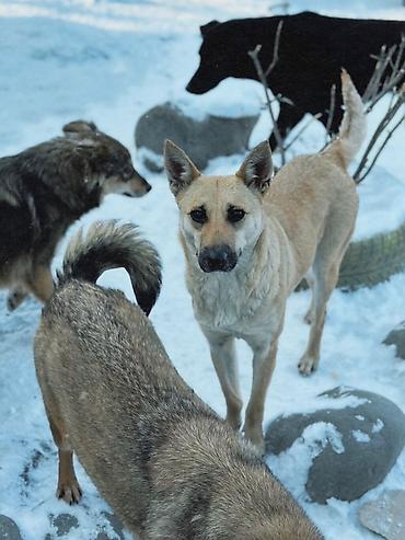 Отдам даром собаку: ПРИЮТ У НАС Собачки на любой вкус это приют все собачки привитые — 16