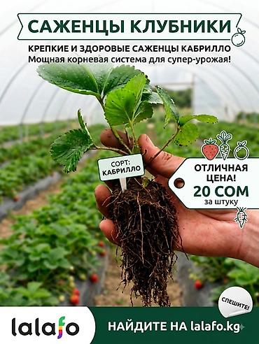 кролик в клубнике: 🍓 Рассада клубники Кабрилло — ремонтантный сорт Продаю качественную — 1