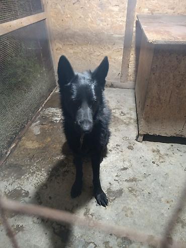 Продажа собак: Немецкая овчарка, 2 года, Самец — 20