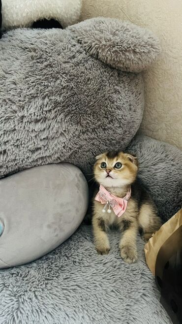 Pişiklər: Dişi — 23