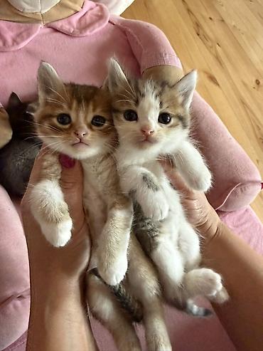 heyvanlara verilən adlar: Ana gold chinchila (long hair) Ata british shorthair 1ay yarimliq — 5